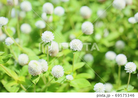 茎の長い植物の写真素材