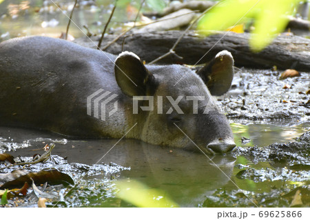 アメリカバク 動物 バク 顔の写真素材