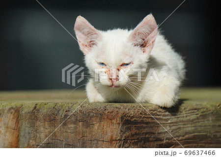 泣く 猫 動物 猛暑日の写真素材 泣く 猫 動物 猛暑日の写真素材