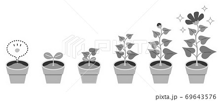 成長過程 植物 双葉のイラスト素材
