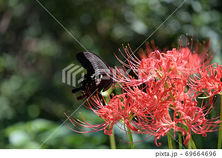 彼岸花と黒蝶の写真素材