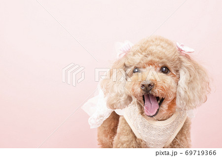 犬 トイプードル 生き物 可愛いの写真素材