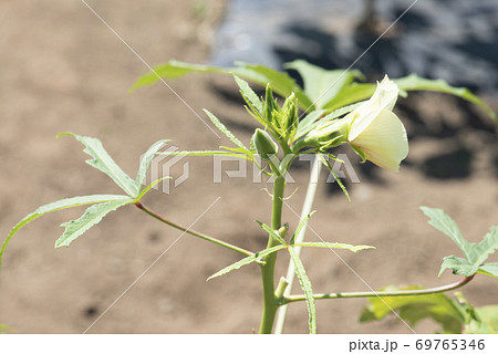 オクラの蕾の写真素材