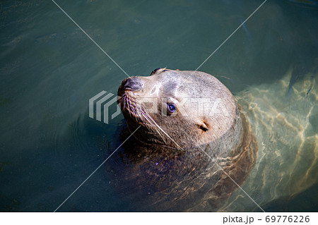 トド 動物の写真素材