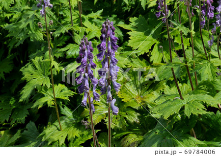 トリカブトの花の写真素材