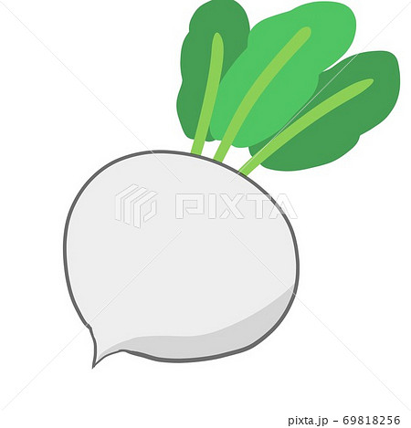 野菜 カブ 白かぶ 葉のイラスト素材
