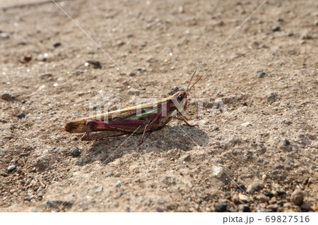 ピンク色のバッタの写真素材