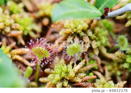 花 水辺 草花 苔の写真素材