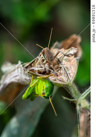 バッタ 虫 昆虫 正面の写真素材