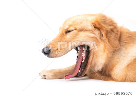 あくび 犬 ゴールデンレトリバー 一匹の写真素材