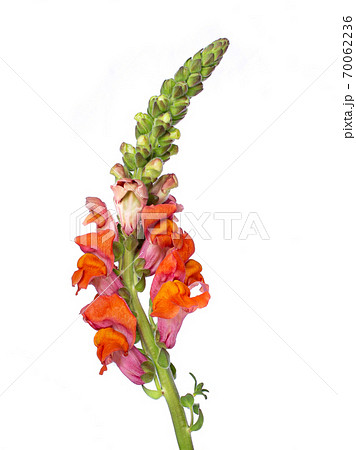 オレンジ色 キンギョソウ 春の花 金魚草の写真素材