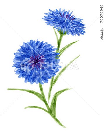 花 植物 矢車菊 ヤグルマギクのイラスト素材 - PIXTA