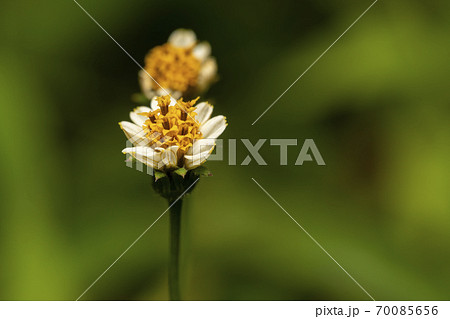 白花栴檀草の写真素材
