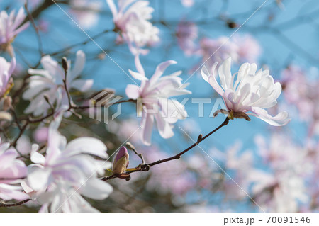 花 ピンク色 コブシ 美しいの写真素材