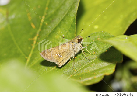 昆虫 蝶 セセリチョウ かわいいの写真素材