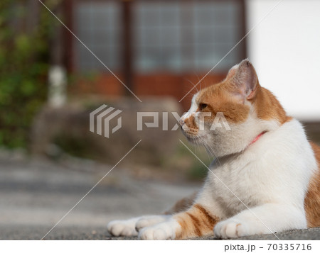 猫 ネコ 座る 横向きの写真素材