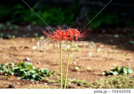 彼岸花 リコリス 花 切り花の写真素材