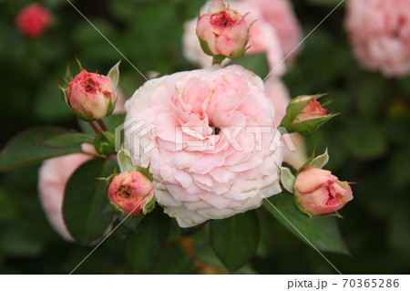 マリアテレジア 花 薔薇 植物の写真素材