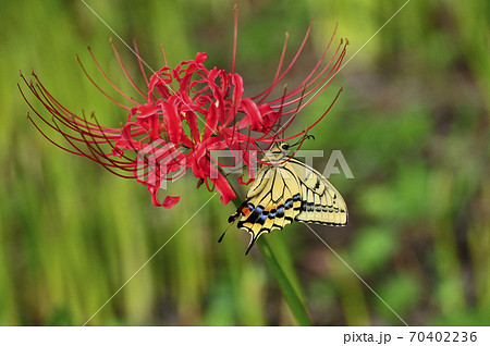 秋 彼岸花 赤い花 お盆の写真素材