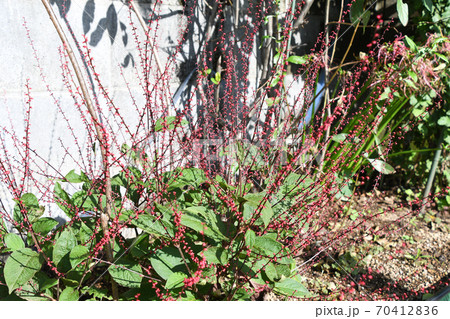 タデ科 水引 植物 蕾の写真素材