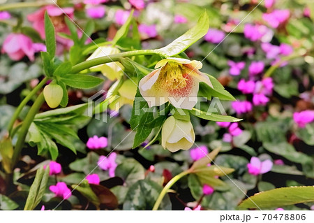 花 クリスマスローズ シクラメン 花畑の写真素材