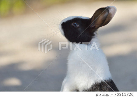 動物 うさぎ モノクロの写真素材