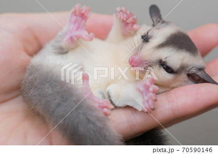 フクロモモンガ かわいいの写真素材