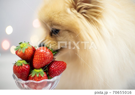 苺 いちご 犬 ポメラニアンの写真素材 - PIXTA