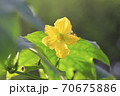 ヘチマ 花言葉 悠々自適 Luffa Cylindrica L Roem の写真素材