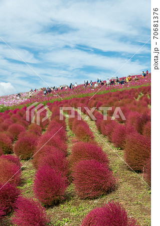 ほうきぎの写真素材