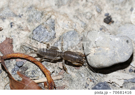ケラ 虫 昆虫 動物の写真素材