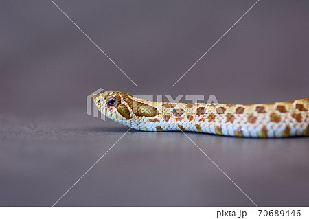 ヘビの抜け殻の写真素材