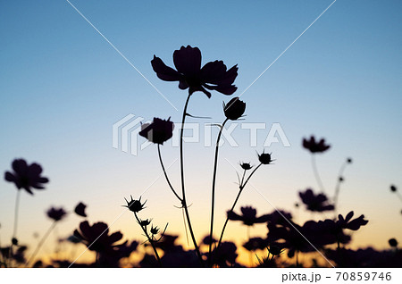 コスモス シルエット 花 植物の写真素材