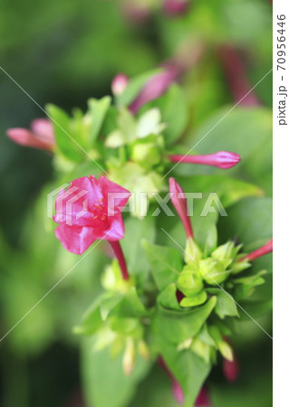 ラッパ型の花の写真素材