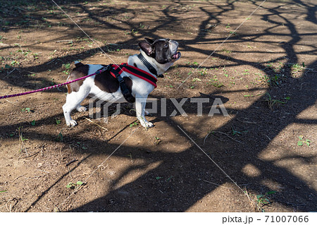 犬 フレンチブルドッグ 中型犬 白黒の写真素材