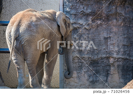 アフリカゾウ 哺乳類 野生動物 後姿の写真素材