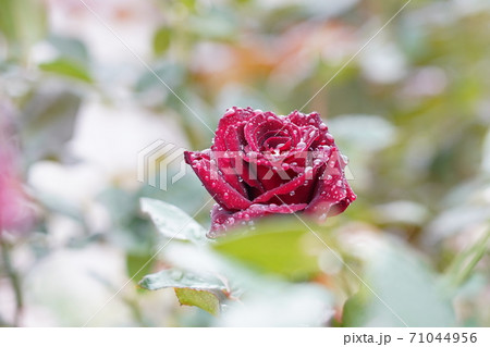 雨に濡れた花の写真素材 雨に濡れた花の写真素材