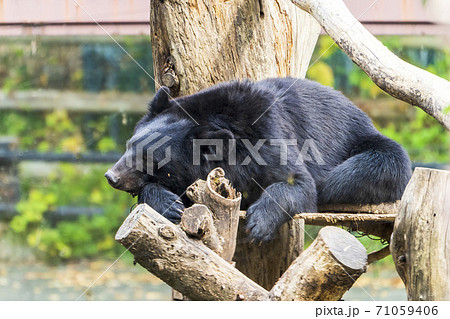 熊 ツキノワグマ かわいい 動物の写真素材