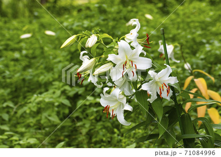カサブランカ 花の写真素材