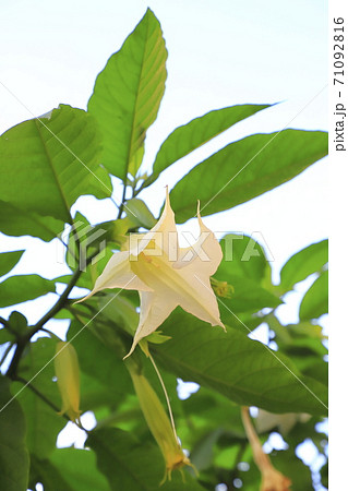 ラッパ型の花の写真素材