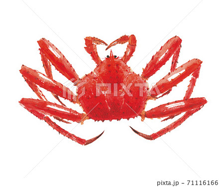 タラバ蟹のイラスト素材