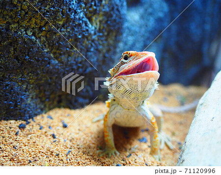 フトアゴヒゲトカゲ 小動物 爬虫類の写真素材