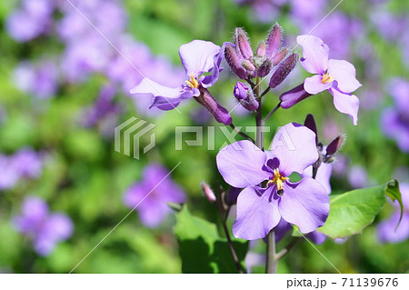 紫大根の花の写真素材