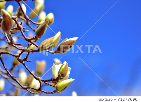 ハクモクレンのつぼみの写真素材