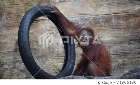 オランウータンの赤ちゃんの写真素材