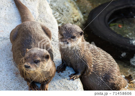 コツメカワウソの写真素材 - PIXTA