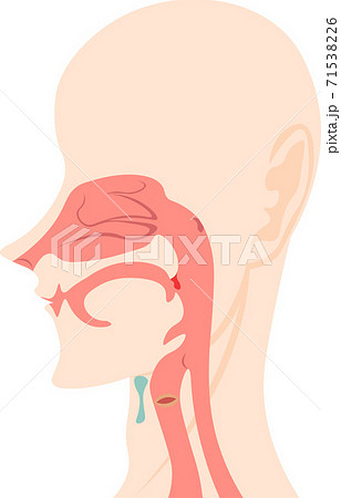 口腔 断面図 鼻腔 咽頭のイラスト素材