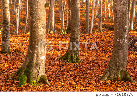 美人林紅葉の写真素材