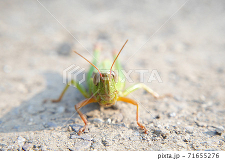 バッタ 虫 昆虫 正面の写真素材