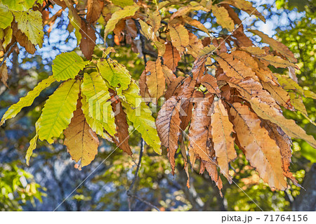 クヌギ 葉 秋 紅葉の写真素材